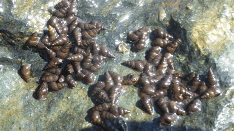 Invasive snail species discovered in Lake Tahoe is 'impossible' to eradicate, officials say 